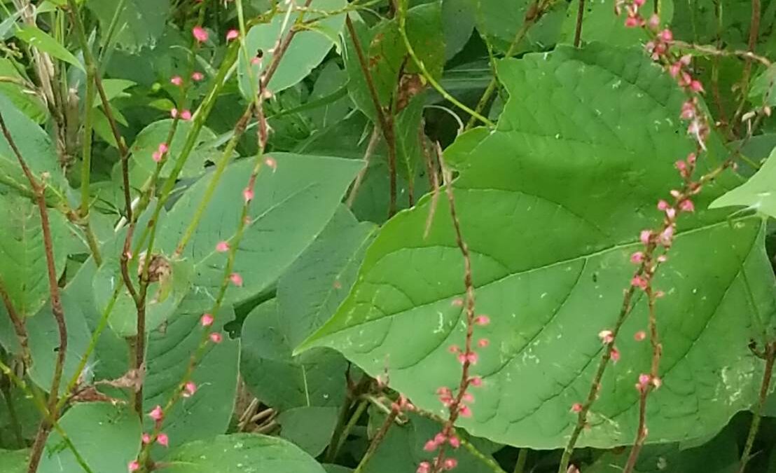 公園から園内の情報をお届けします。