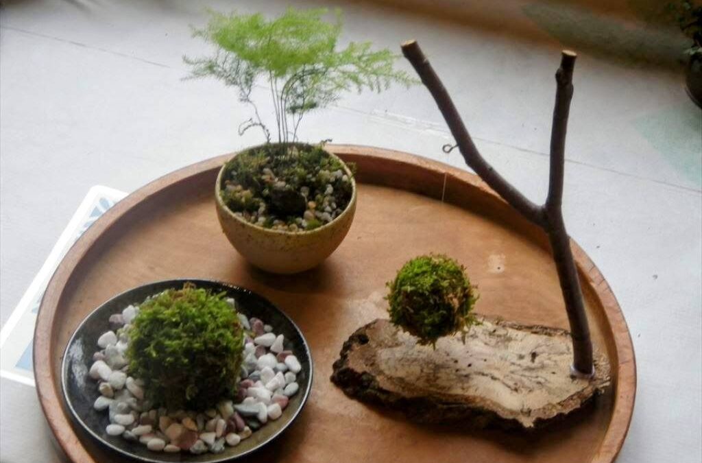 「苔玉作り」を開催しました。