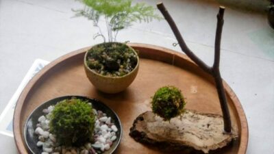 「苔玉作り」を開催しました。